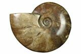 Flashy Red Iridescent Ammonite #155189-1